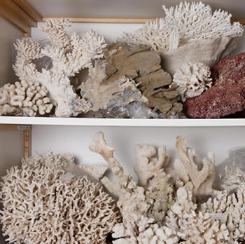 invertebrati marini