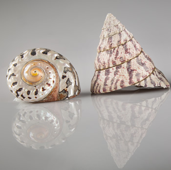 molluschi