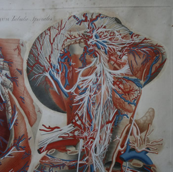 anatomia