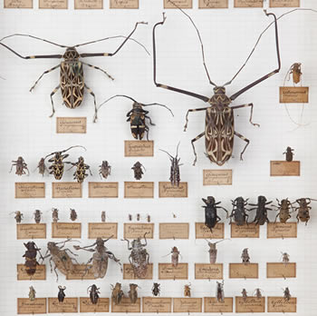 entomologica zoologia