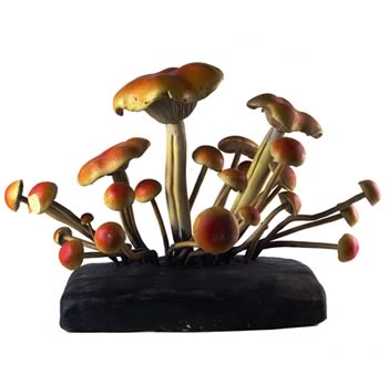 funghi terracotta